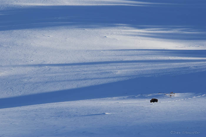 From Lamar Valley, a lone bison is dwarfed by the massive landscape. Long afternoon shadows cross a mountainside of snow. Bos...